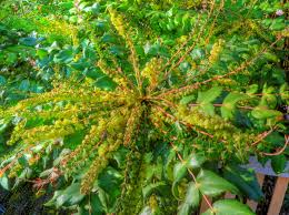 Attēlu rezultāti vaicājumam “Berberidaceae”