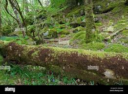 Attēlu rezultāti vaicājumam “Isothecium myosuroides”