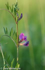 Attēlu rezultāti vaicājumam “Vicia angustifolia flower”