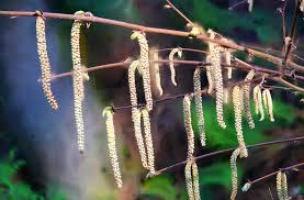 Attēlu rezultāti vaicājumam “Cladonia cornuta”