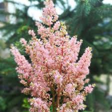 Attēlu rezultāti vaicājumam “Astilbe chinensis flower”