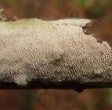 Attēlu rezultāti vaicājumam “Schizopora paradoxa”