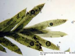 Attēlu rezultāti vaicājumam “Fissidens gracilifolius”