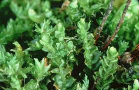 Attēlu rezultāti vaicājumam “Mylia anomala”