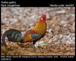 Attēlu rezultāti vaicājumam “Gallus”