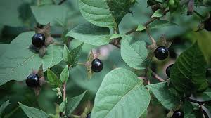 Image result for beladona