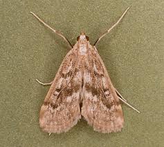 Attēlu rezultāti vaicājumam “Parapoynx stratiotata male”