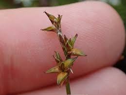 Attēlu rezultāti vaicājumam “Carex echinata”