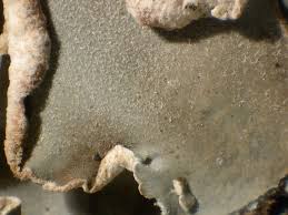 Attēlu rezultāti vaicājumam “Peltigera malacea”