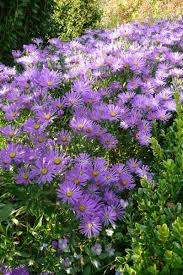 Image result for Aster amellus
