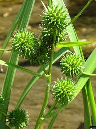 Attēlu rezultāti vaicājumam “Sparganium neglectum”