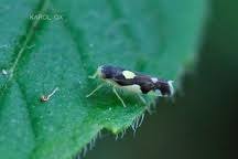 Attēlu rezultāti vaicājumam “Eupteryx vittata”