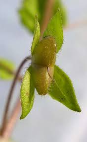 Attēlu rezultāti vaicājumam “Veronica filiformis bud”