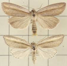 Attēlu rezultāti vaicājumam “Mythimna flammea”