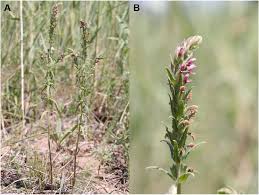 Attēlu rezultāti vaicājumam “Odontites vulgaris flower”