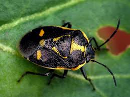 Attēlu rezultāti vaicājumam “Eurydema oleracea”