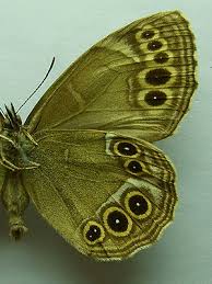 Attēlu rezultāti vaicājumam “Lopinga achine”