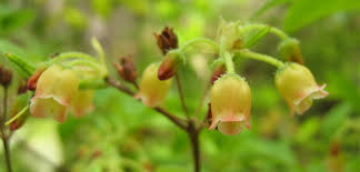 Attēlu rezultāti vaicājumam “Menziesia ferruginea flower”