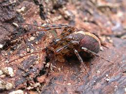 Attēlu rezultāti vaicājumam “Metellina merianae”