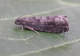 Attēlu rezultāti vaicājumam “Grapholita funebrana”