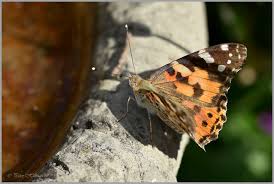 Attēlu rezultāti vaicājumam “Vanessa cardui underside”