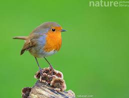 Attēlu rezultāti vaicājumam “Erithacus rubecula”