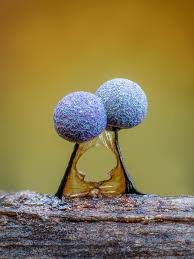 Attēlu rezultāti vaicājumam “Physarum obscurum macro”