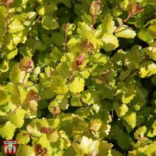 Attēlu rezultāti vaicājumam “Betula nana”