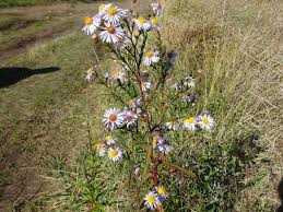 Attēlu rezultāti vaicājumam “Symphyotrichum x salignum”