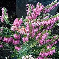 Attēlu rezultāti vaicājumam “Erica x darleyensis flower”