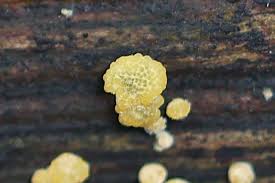 Attēlu rezultāti vaicājumam “Hypocrea gelatinosa”