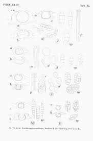 Attēlu rezultāti vaicājumam “Petractis sp.”