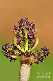 Attēlu rezultāti vaicājumam “Fraxinus excelsior bud”