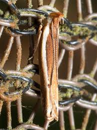 Attēlu rezultāti vaicājumam “Depressariidae”