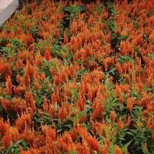 Attēlu rezultāti vaicājumam “Amaranthaceae”