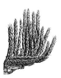 Attēlu rezultāti vaicājumam “Brachythecium albicans”