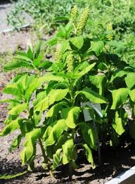 Attēlu rezultāti vaicājumam “Phytolacca acinosa flower”