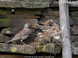 Attēlu rezultāti vaicājumam “Turdus viscivorus nest”