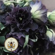 Image result for Alcea rosea `Appleblossom`