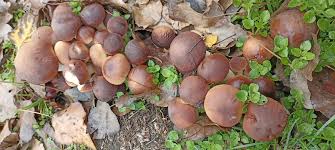 Attēlu rezultāti vaicājumam “Vouauxiomyces santessonii”