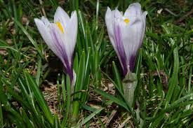 Attēlu rezultāti vaicājumam “Crocus vernus subsp. vernus”