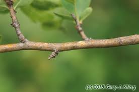 Attēlu rezultāti vaicājumam “Crataegus laevigata bud”