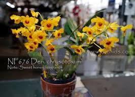 Attēlu rezultāti vaicājumam “Chrysotoxum sp.”