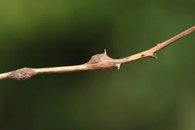 Attēlu rezultāti vaicājumam “Lasioptera rubi”