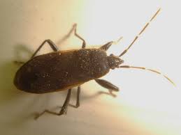 Attēlu rezultāti vaicājumam “Eremocoris plebejus”