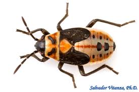 Attēlu rezultāti vaicājumam “Lygaeidae”