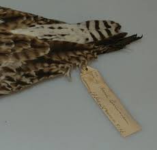 Image result for Numenius tenuirostris