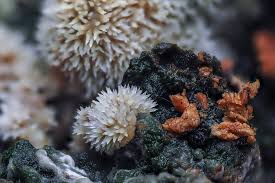 Attēlu rezultāti vaicājumam “Heterotrichia obvelata (syn. Arcyria obvelata) young”