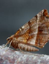 Attēlu rezultāti vaicājumam “Selenia dentaria imago”