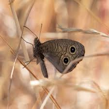 Attēlu rezultāti vaicājumam “Dianema nivale sessile”